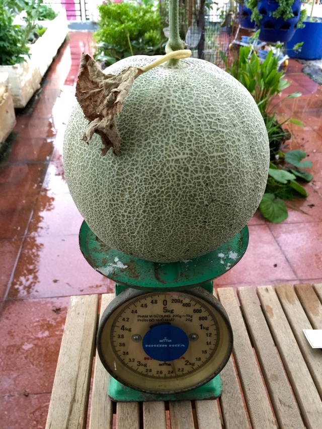 Đã mắt với vườn dưa sai lúc lỉu trên sân thượng của ông bố Sài thành - 7 Đã mắt với vườn dưa sai lúc lỉu trên sân thượng của ông bố Sài thành - 7