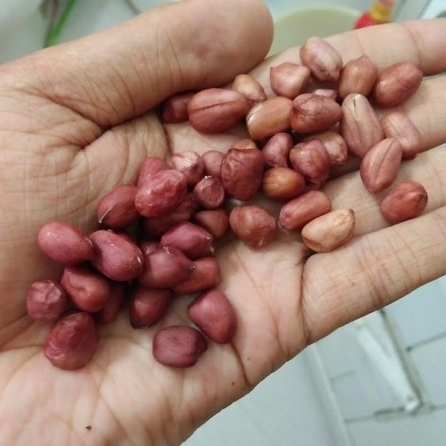 Hoang mang lạc đỏ Trung Quốc phai màu như nhuộm phẩm - 2 Lạc đỏ Trung Quốc trước và sau khi ngâm nước. (Ảnh: V.N)