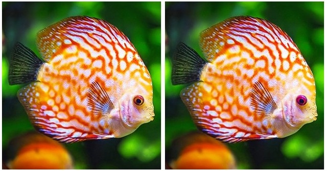 Thử tài tinh mắt: Đố bạn phát hiện điểm khác nhau giữa hai bức tranh - 6 Thử tài tinh mắt: Đố bạn phát hiện điểm khác nhau giữa hai bức tranh - 6