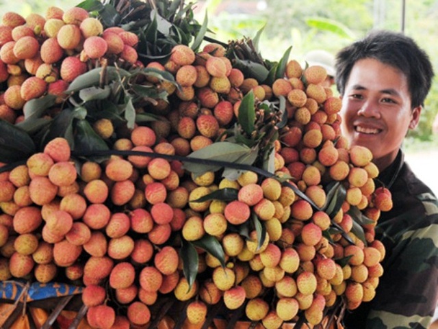Nông dân thu nhập cao từ vải thiều - 1 Nông dân thu nhập cao từ vải thiều - 1
