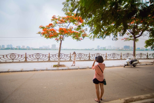 Vẻ đẹp nao lòng của những con đường hoa phượng đẹp nhất Hà Nội - 9 Những ngày này, nhiều bạn trẻ lại tranh thủ chụp ảnh, tạo dáng dưới những tán cây phượng nở hoa rực rỡ
