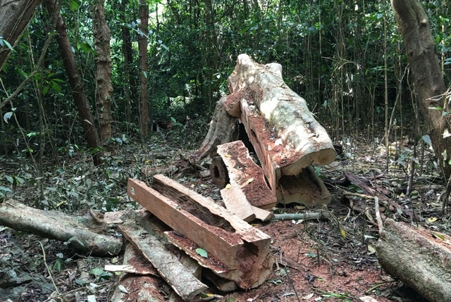 
Khai thác gỗ trái phép trong Vườn quốc gia Cúc Phương
