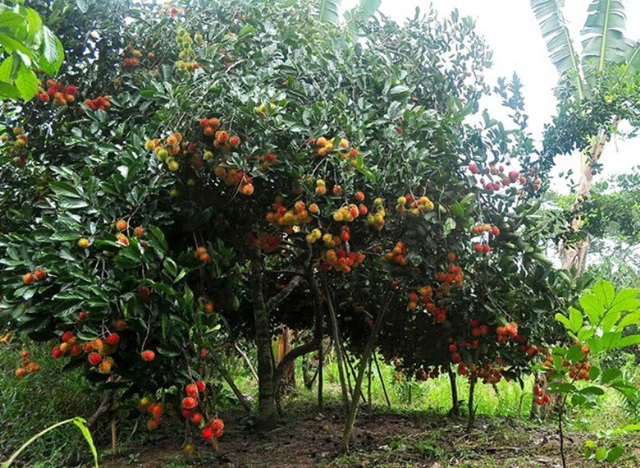 Hè về, rủ nhau du lịch... hái trái cây ở các miệt vườn miền Nam - 2 Cù lao An Bình có nhiều vườn cây ăn trái sum xuê.