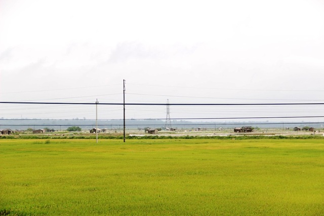 Đôi bờ sông Vĩ tuyến sau 42 năm thống nhất - 3 Những hồ nuôi tôm bên cạnh đồng lúa xanh mướt