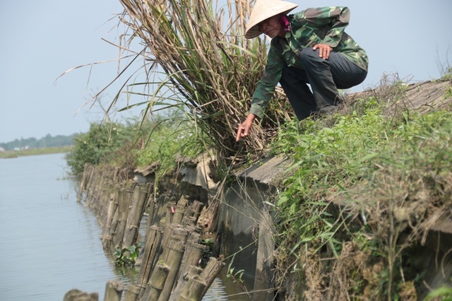 Quảng Trị: Tuyến đê chống lũ bị xói lở nghiêm trọng, đe dọa vựa lúa hàng nghìn ha! - 2 Người dân địa phương phải dùng cọc tre để gia cố phần đê bị hư hỏng