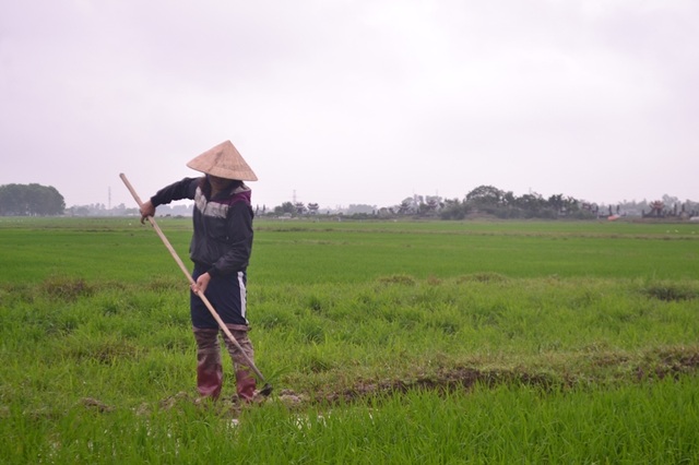 Quảng Trị: Gác chuyện vui xuân, người dân khẩn trương làm việc - 3 Quảng Trị: Gác chuyện vui xuân, người dân khẩn trương làm việc - 3