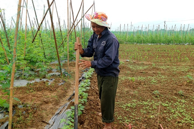 Những làng rau rộn ràng vào vụ Tết - 1 Người dân đang cố gắng vun trồng lại ruộng rau màu để kịp cho thị trường Tết