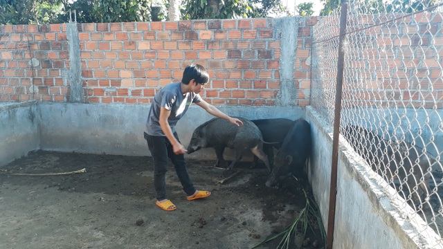 Triệu phú 9X làm giàu từ nuôi heo rừng lai - 1
Heo rừng của Quân luôn phải đạt chất lương “nạc sát da”