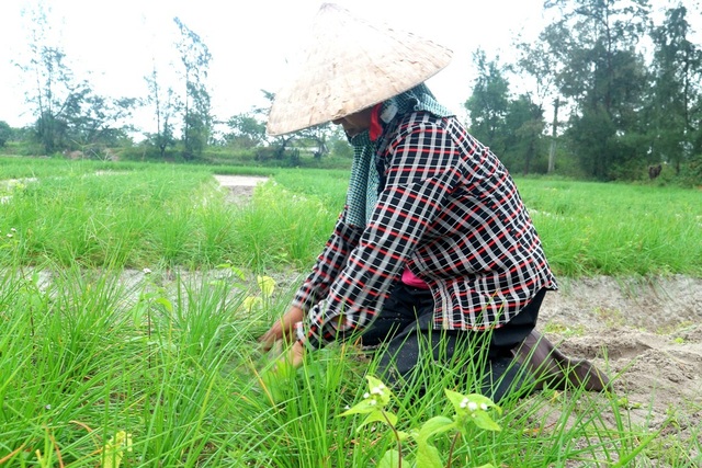 Giá kiệu bấp bênh, nông dân lo mất Tết - 1 Giá kiệu liên tục giảm, giá chỉ bằng một nửa so với năm ngoái khiến người nông dân vựa kiệu lo lắng, bất an
