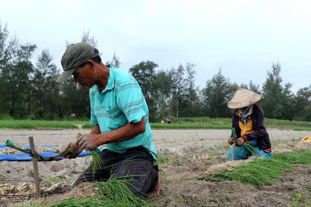 Giá kiệu bấp bênh, nông dân lo mất Tết - 5
Người dân đều hy vọng thời tiết sẽ tốt hơn và giá kiệu sẽ tăng trở lại để người dân vùng kiệu có một cái Tết đủ đầy hơn