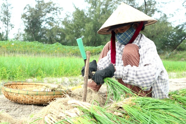 Giá kiệu bấp bênh, nông dân lo mất Tết - 6 Loáng thấy người lạ hỏi về kiệu, mọi người đều mong ngóng đó là thương lái đến thu mua