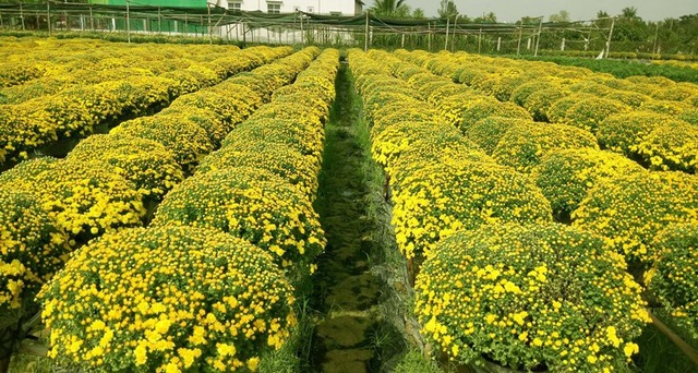 Đồng Tháp: Làng hoa Sa Đéc rộn ràng khoe sắc - 1 Cúc mâm xôi đang cho nụ chúm chím, chuẩn bị cho tết Mậu Tuất năm nay