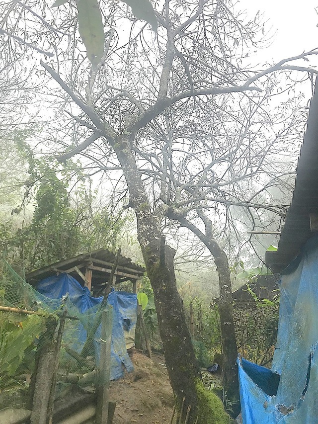 Ngắm tuyệt phẩm hoa ở miền biên viễn xứ Nghệ - 12 Mường Lống được mệnh danh là thủ phủ của đào với hàng ngàn cây lớn có tuổi đời từ 10-30 năm ...