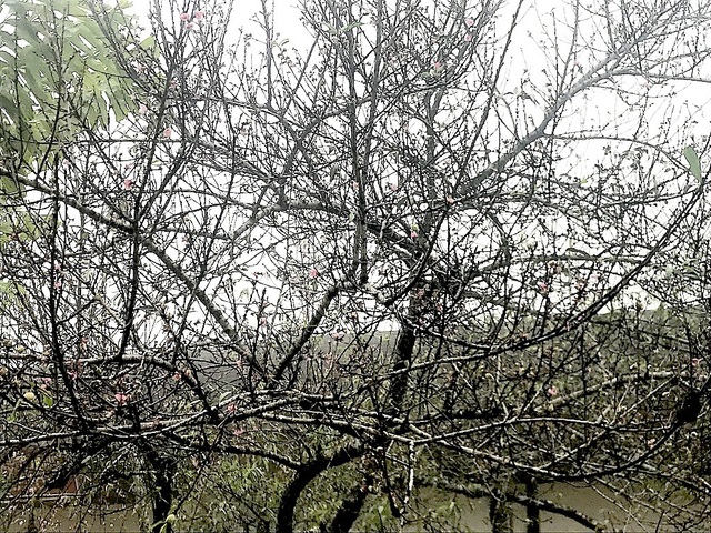 Ngắm tuyệt phẩm hoa ở miền biên viễn xứ Nghệ - 14 Ngắm tuyệt phẩm hoa ở miền biên viễn xứ Nghệ - 14