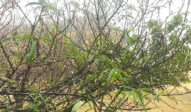 Ngắm tuyệt phẩm hoa ở miền biên viễn xứ Nghệ - 17 Ngắm tuyệt phẩm hoa ở miền biên viễn xứ Nghệ - 17