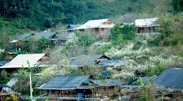 Ngắm tuyệt phẩm hoa ở miền biên viễn xứ Nghệ - 6 Ngắm tuyệt phẩm hoa ở miền biên viễn xứ Nghệ - 6
