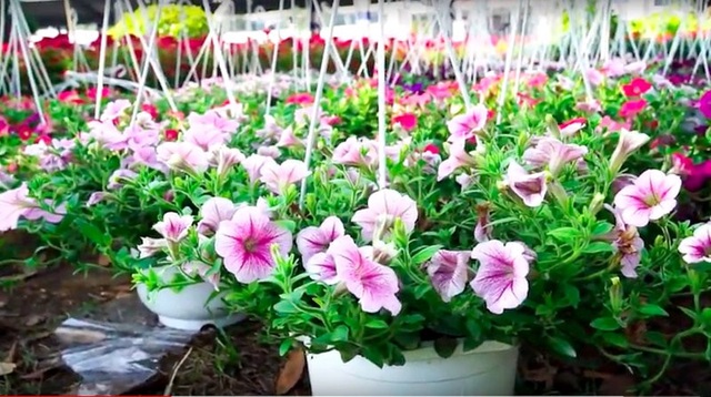 Lâm Đồng: Chàng trai 8x kiếm tiền tỉ từ những chậu hoa treo - 6
Nghề trồng hoa giúp anh Duy tạo việc làm bền vững cho nhiều lao động địa phương