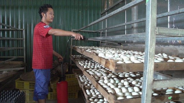 "Ông vua vịt trời" kiếm tiền tỷ mỗi năm - 5
Không dừng lại ở việc chăn nuôi thủ công, anh Cường chịu khó tìm tòi ứng dụng các kỹ thuật công nghệ mới như quy trình nuôi vịt khép kín lấy trứng, hệ thống lò ấp, lò nở vịt con với thức ăn hoàn toàn tự nhiên.