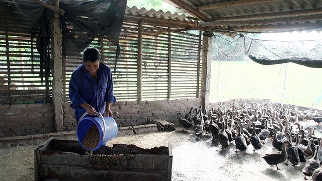 "Ông vua vịt trời" kiếm tiền tỷ mỗi năm - 7
Phần lớn vịt trời hiện nay anh bán giống cho các trang trại ở các tỉnh, thành phố trong cả nước. Lượng vịt trời thương phẩm không đáng kể.