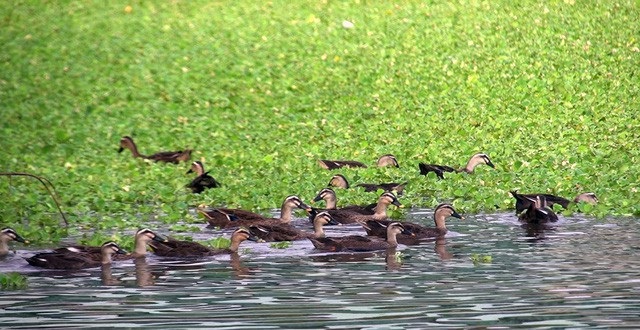 "Ông vua vịt trời" kiếm tiền tỷ mỗi năm - 8
Hiện tại trang trại của anh Cường có diện tích tới tới 59 ha, đạt mức 300.000 con vịt và mục tiêu sẽ đạt 1 triệu con trong thời gian tới. Nguồn thu từ những chú vịt trời tăng dần theo từng năm. Đỉnh điểm là năm 2015, anh thu về 17 tỷ đồng với khoảng 35 vạn vịt trời được xuất chuồng.
