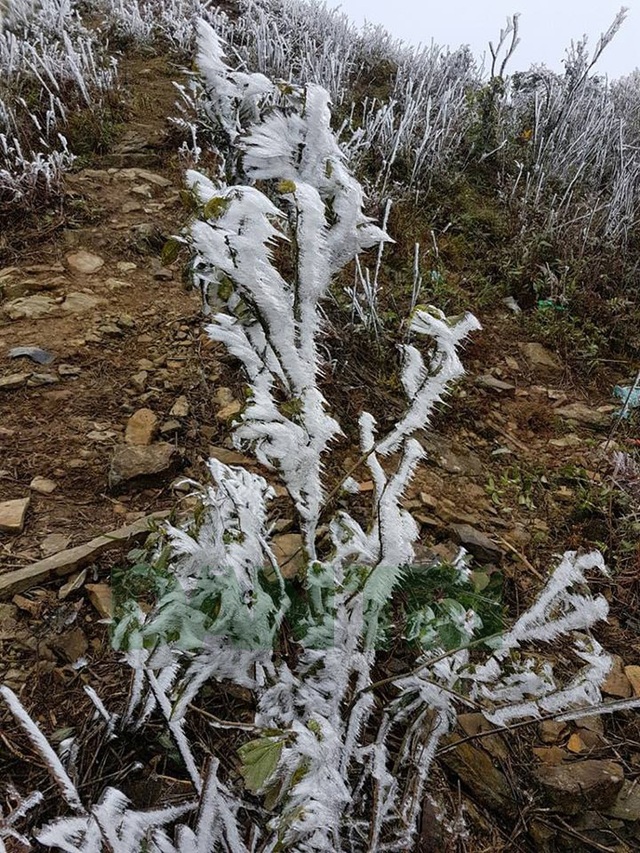 Hình ảnh băng giá tuyệt đẹp ở đỉnh Mẫu Sơn - Lạng Sơn - 1