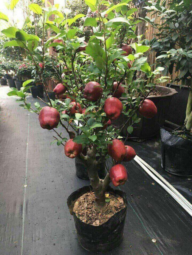 Táo đỏ Trung Quốc nguyên cây trưng Tết: Có độc, cấm ăn - 1
Cây táo cảnh chỉ cao dưới 1,2m, phù hợp trồng trong chậu đặt trong nhà chơi Tết
