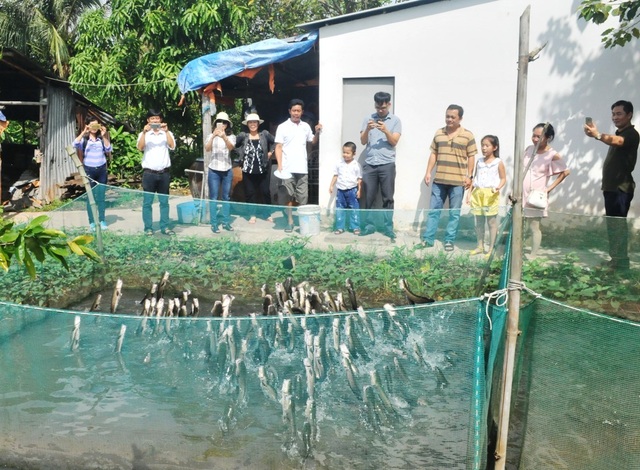 Bớt chê.... cùng gắn kết phát triển du lịch nông nghiệp - 3 Du khách rất thích thú khi xem cá lóc bay ở Cồn Sơn, TP Cần Thơ