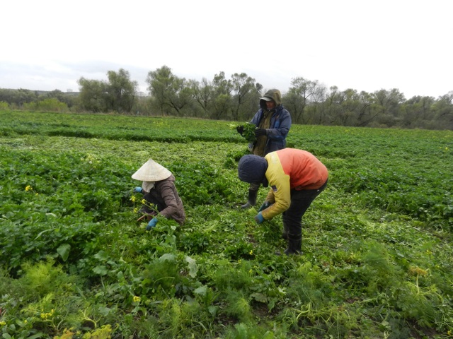 Cuộc sống vất vả mưu sinh của những người Việt trồng rau tại Nga - 1 Các nông dân thu hoạch cần tây trên cánh đồng (Ảnh: Võ Hoài Nam)
