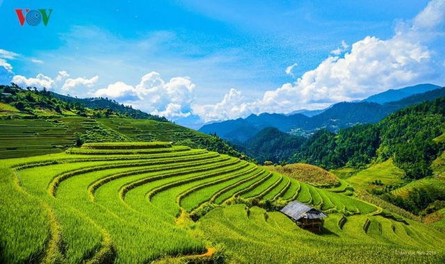 Ngắm đồi mâm xôi đẹp nổi tiếng trong mùa vàng Mù Cang Chải - 1 Ngắm đồi mâm xôi đẹp nổi tiếng trong mùa vàng Mù Cang Chải - 1
