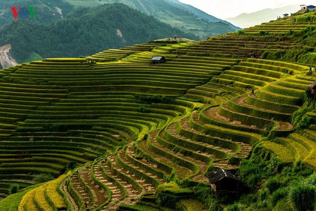 Ngắm đồi mâm xôi đẹp nổi tiếng trong mùa vàng Mù Cang Chải - 2 Ngắm đồi mâm xôi đẹp nổi tiếng trong mùa vàng Mù Cang Chải - 2