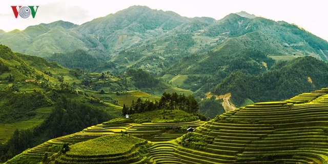 Ngắm đồi mâm xôi đẹp nổi tiếng trong mùa vàng Mù Cang Chải - 3 Ngắm đồi mâm xôi đẹp nổi tiếng trong mùa vàng Mù Cang Chải - 3
