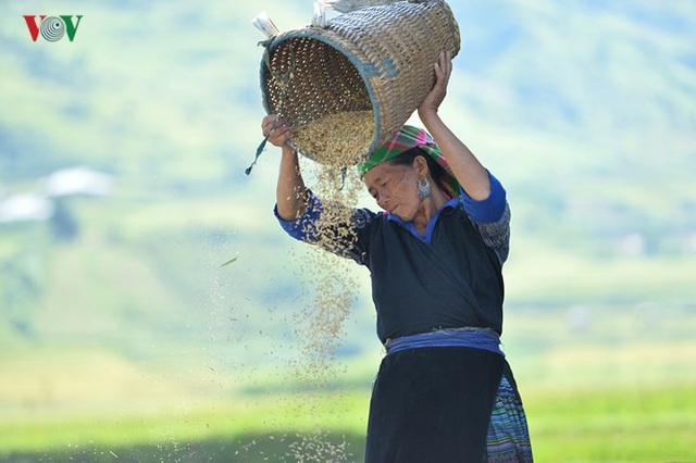 Ngắm đồi mâm xôi đẹp nổi tiếng trong mùa vàng Mù Cang Chải - 4 Ngắm đồi mâm xôi đẹp nổi tiếng trong mùa vàng Mù Cang Chải - 4