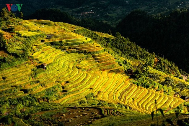 Ngắm đồi mâm xôi đẹp nổi tiếng trong mùa vàng Mù Cang Chải - 5 Ngắm đồi mâm xôi đẹp nổi tiếng trong mùa vàng Mù Cang Chải - 5