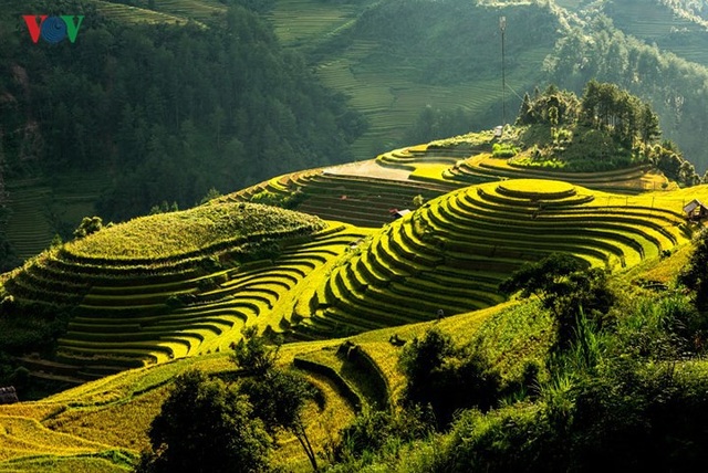 Ngắm đồi mâm xôi đẹp nổi tiếng trong mùa vàng Mù Cang Chải - 7 Ngắm đồi mâm xôi đẹp nổi tiếng trong mùa vàng Mù Cang Chải - 7