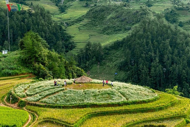 Ngắm đồi mâm xôi đẹp nổi tiếng trong mùa vàng Mù Cang Chải - 8 Ngắm đồi mâm xôi đẹp nổi tiếng trong mùa vàng Mù Cang Chải - 8