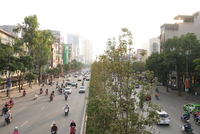 Phố Hà Nội lãng mạn nhờ hàng cây phong lá đỏ chuyển màu đỏ rực - 11 Hàng phong lá đỏ này vẫn đang trong giai đoạn trồng thử nghiệm trên đường phố, nếu phù hợp sẽ được nhân rộng ở nhiều địa điểm khác.