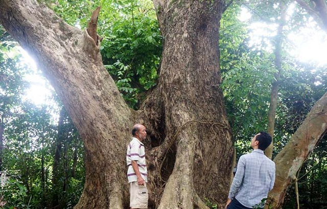 Chuyện ít biết về "cụ sưa 7 đời" khủng nhất Việt Nam - 1 Cây sưa “khủng” khoảng 300 năm tuổi, có 3 nhánh lớn