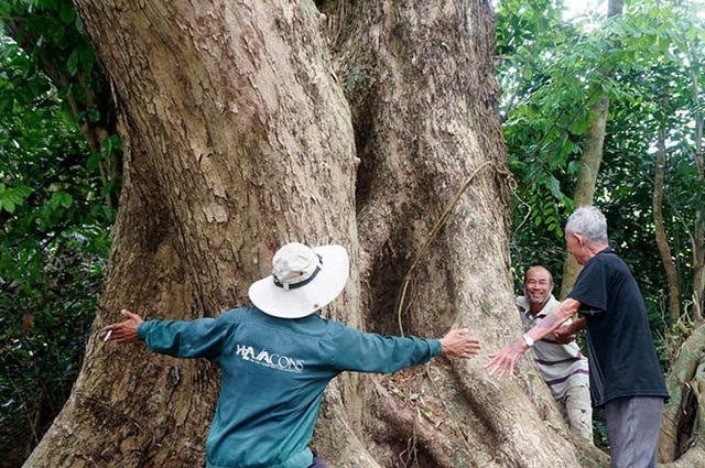 Chuyện ít biết về "cụ sưa 7 đời" khủng nhất Việt Nam - 3 Phần thân cây phải 7-8 người dang tay mới ôm hết