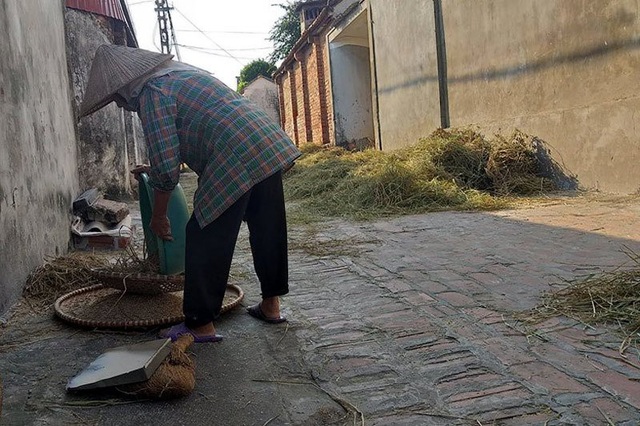 Mê mẩn với ngôi làng yên bình giữa Thủ đô hoa lệ - 10 Người dân Đường Lâm đang bắt đầu vào vụ gặt nên mùi lúa chín bao trùm khắp nơi.