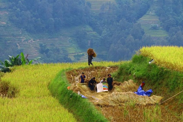 Sắc vàng lúa chín phủ tràn vùng cao Quản Bạ - Ảnh 7. Sắc vàng lúa chín phủ tràn vùng cao Quản Bạ - Ảnh 7.