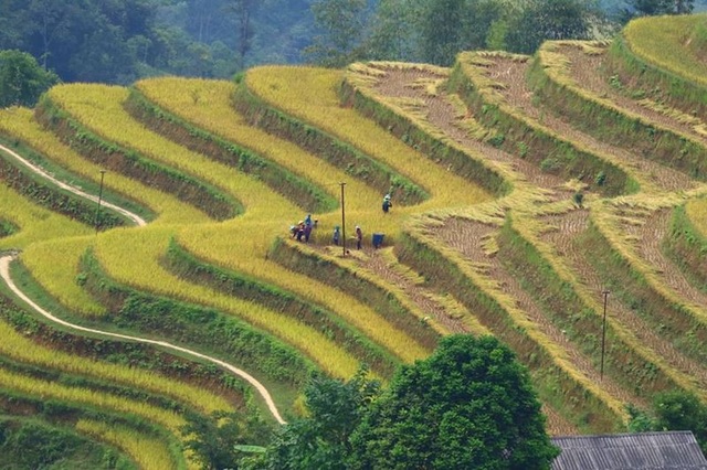 Sắc vàng lúa chín phủ tràn vùng cao Quản Bạ - Ảnh 6. Sắc vàng lúa chín phủ tràn vùng cao Quản Bạ - Ảnh 6.