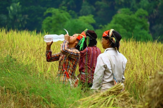 Sắc vàng lúa chín phủ tràn vùng cao Quản Bạ - Ảnh 4. Sắc vàng lúa chín phủ tràn vùng cao Quản Bạ - Ảnh 4.