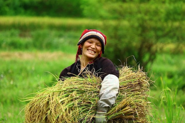 Sắc vàng lúa chín phủ tràn vùng cao Quản Bạ - Ảnh 3. Sắc vàng lúa chín phủ tràn vùng cao Quản Bạ - Ảnh 3.