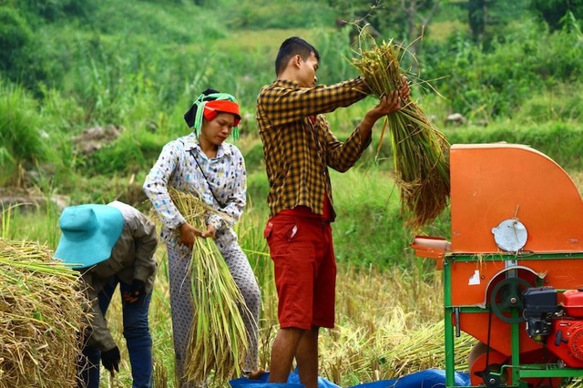 Sắc vàng lúa chín phủ tràn vùng cao Quản Bạ - Ảnh 2. Sắc vàng lúa chín phủ tràn vùng cao Quản Bạ - Ảnh 2.