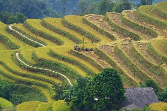Sắc vàng lúa chín phủ tràn vùng cao Quản Bạ - Ảnh 1. Sắc vàng lúa chín phủ tràn vùng cao Quản Bạ - Ảnh 1.