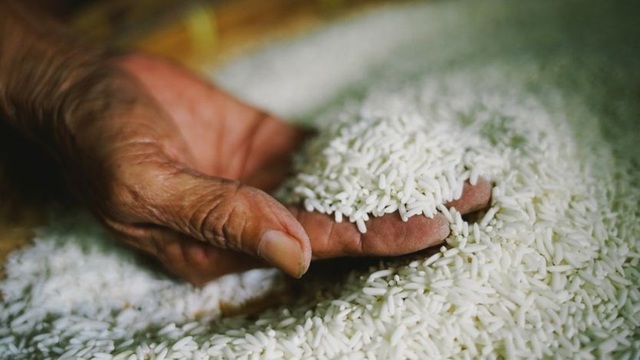 Lúa được bảo tồn an toàn ở ngân hàng gen Philippines - 1 Lúa được bảo tồn an toàn ở ngân hàng gen Philippines - 1