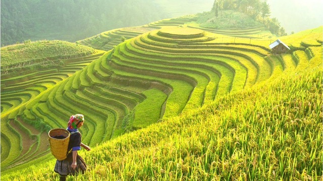 Lúa được bảo tồn an toàn ở ngân hàng gen Philippines - 2 Lúa đang được thu hoạch ở Tây Bắc Việt Nam