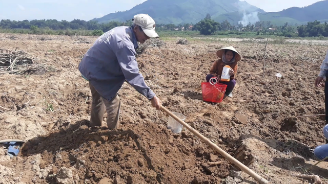 Săn "hải sâm" trên bãi bồi, người dân kiếm 200.000 đồng/kg - 1 Loại sùng đất được người dân Quảng Ngãi săn tìm sinh sống ở vùng đất cát pha trên bãi bồi ven sông nên rất sạch. Người đào sùng chỉ cần một cây cuốc và xô nước nhỏ để bảo quản sùng tươi lâu và không bị đen khi tiếp xúc với ánh nắng. Thời gian săn loại hải sâm trên cạn này bắt đầu từ sáng sớm đến khoảng 9h mỗi ngày.