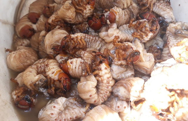 Săn "hải sâm" trên bãi bồi, người dân kiếm 200.000 đồng/kg - 4 Săn "hải sâm" trên bãi bồi, người dân kiếm 200.000 đồng/kg - 4