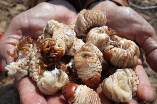 Săn "hải sâm" trên bãi bồi, người dân kiếm 200.000 đồng/kg - 6 Trung bình mỗi người bắt được 1 kg sùng đất sau 2 - 3 giờ đào bới trên bãi bồi. Ngoài việc có thu nhập khá cao trong lúc nông nhàn, việc bắt sùng đất còn giúp bảo vệ cây trồng vì đây là loại côn trùng gây hại.